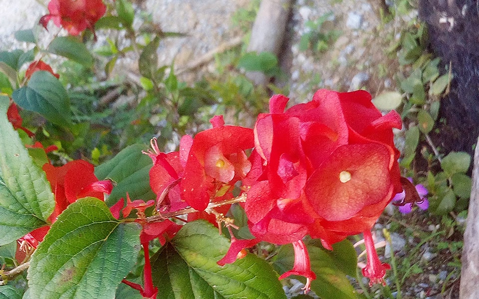 わんさかの花木ご紹介s